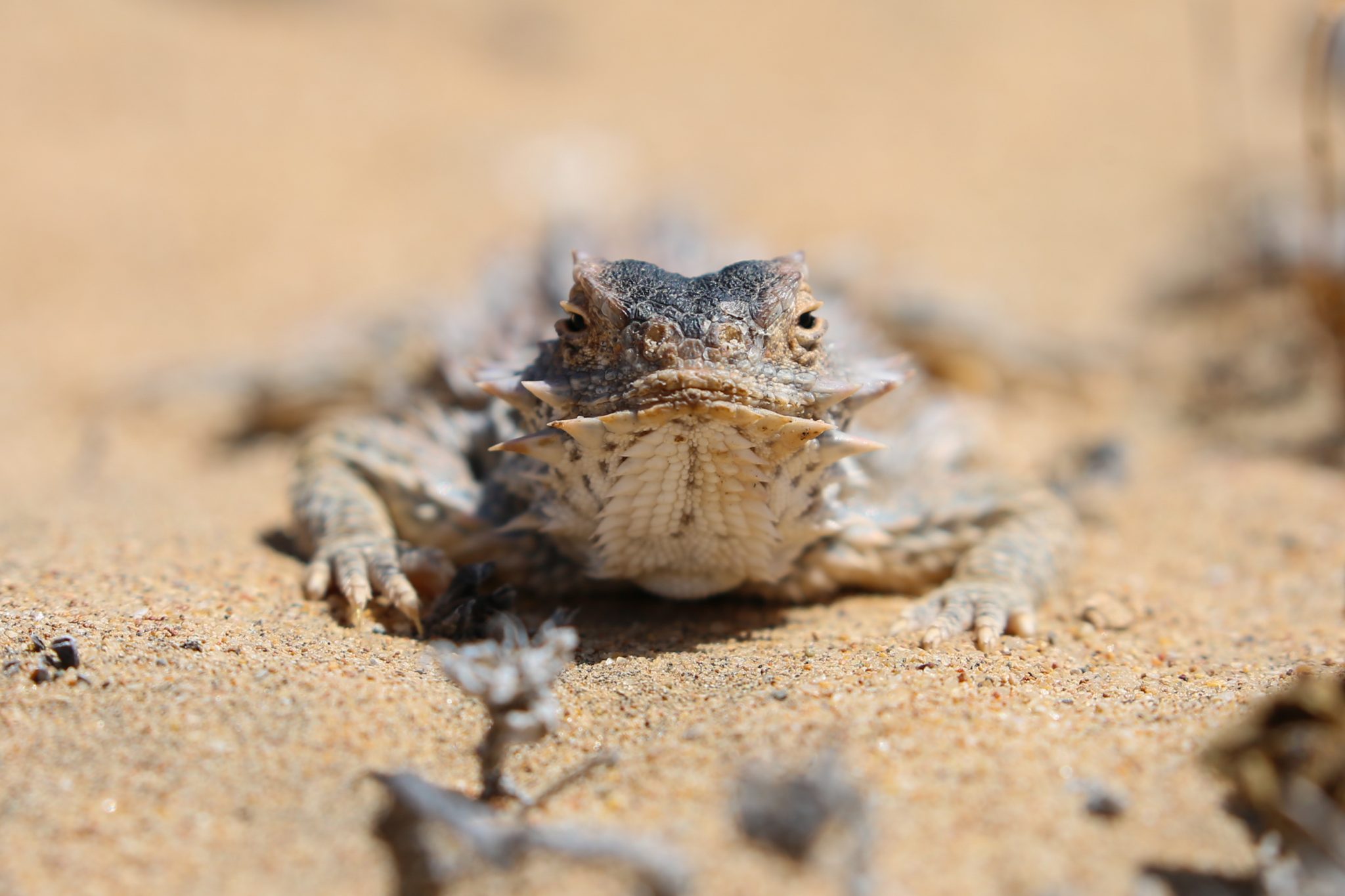 Horned lizard, Baja California, Mexico (Print number: 0030)