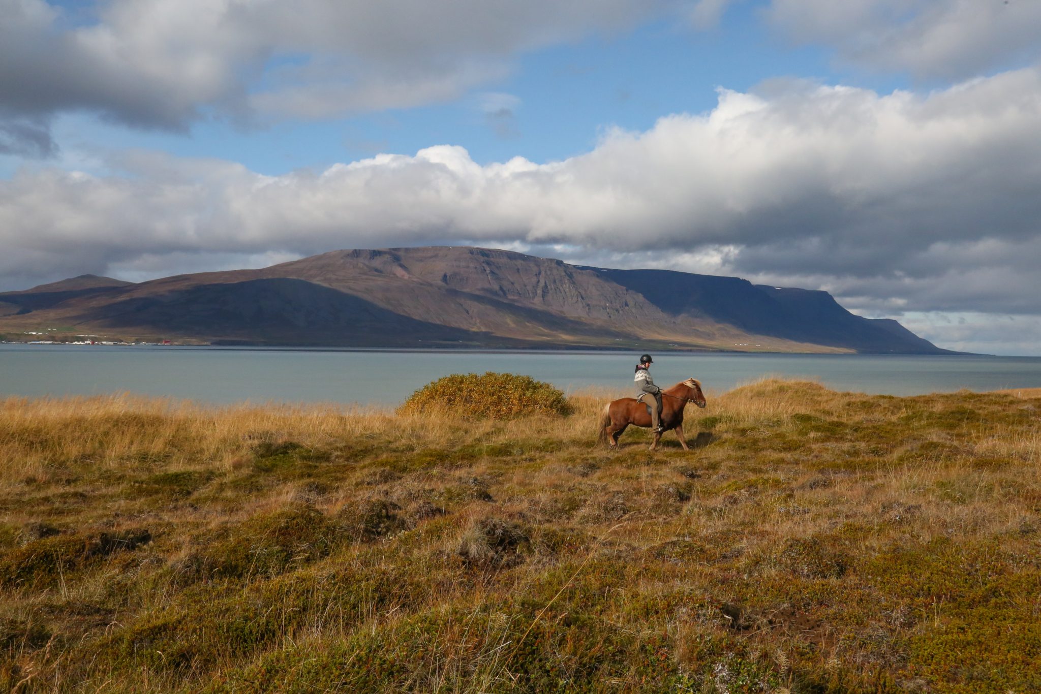 Horse and rider, Sauðárkrókur, Iceland