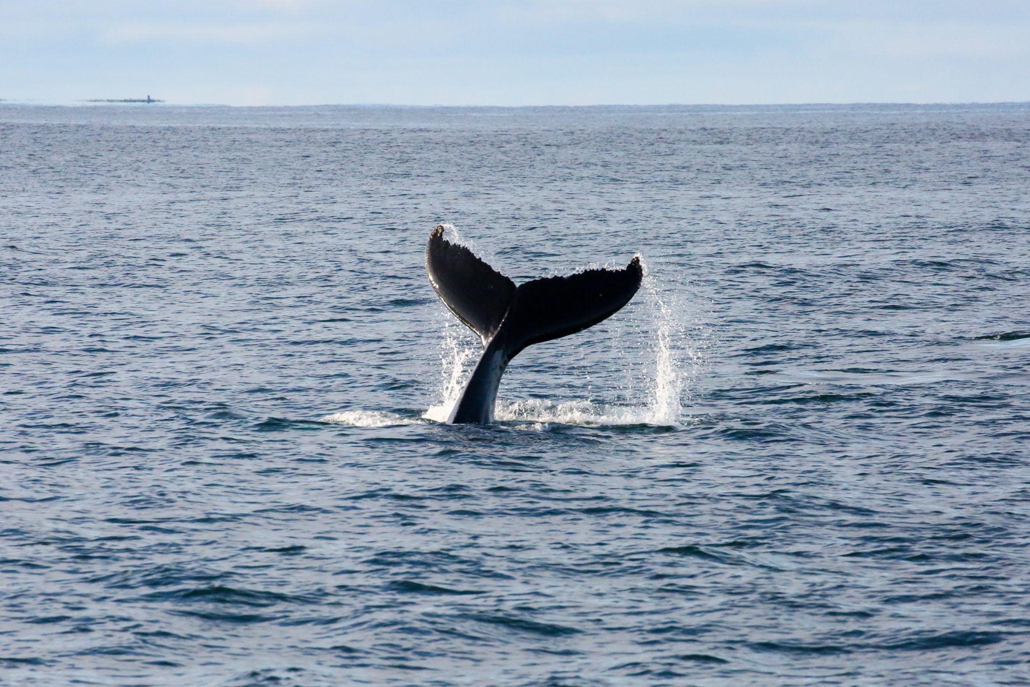 Humpback whale, Skjálfandi Bay, Iceland
