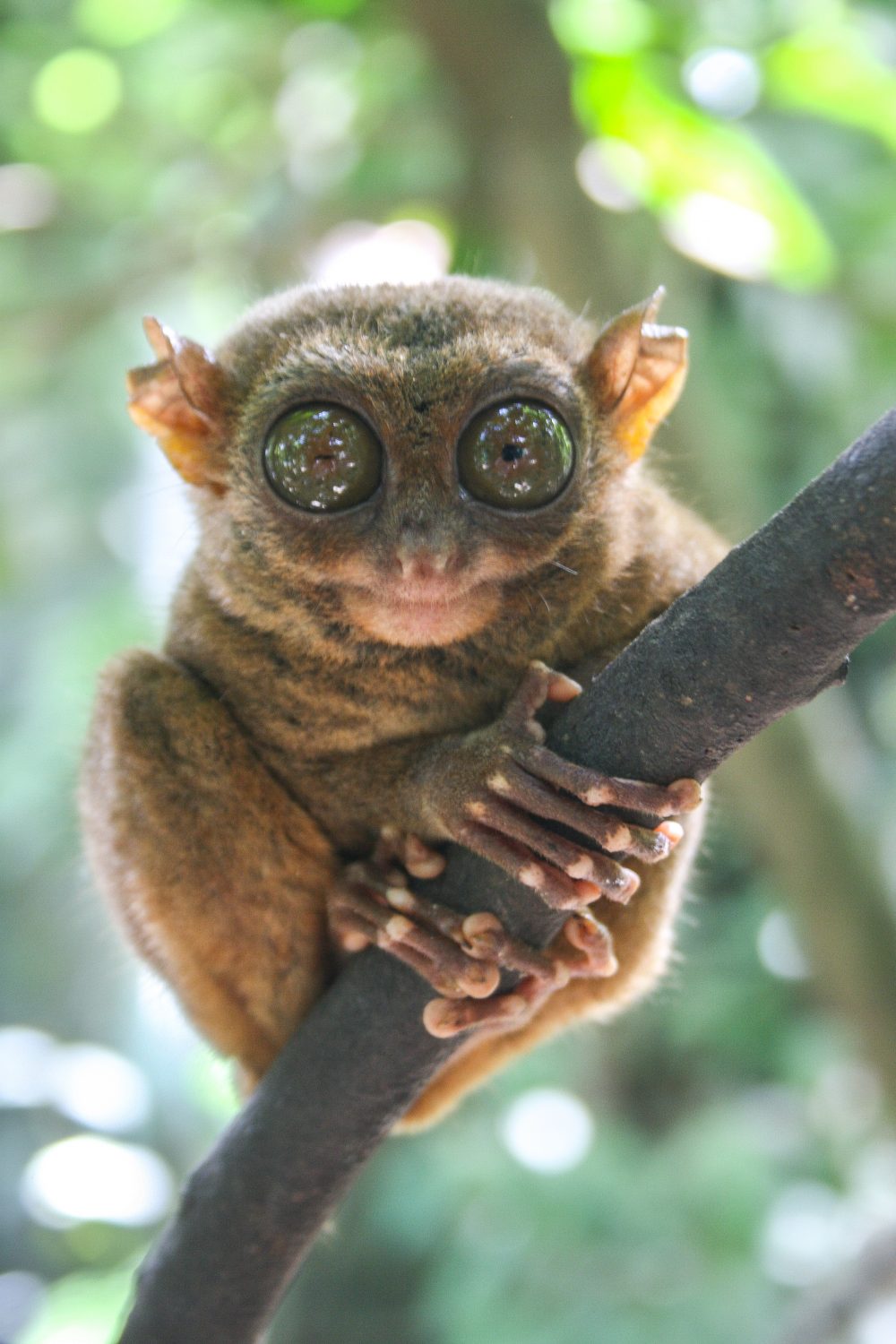 Tarsier, Bohol, The Philippines