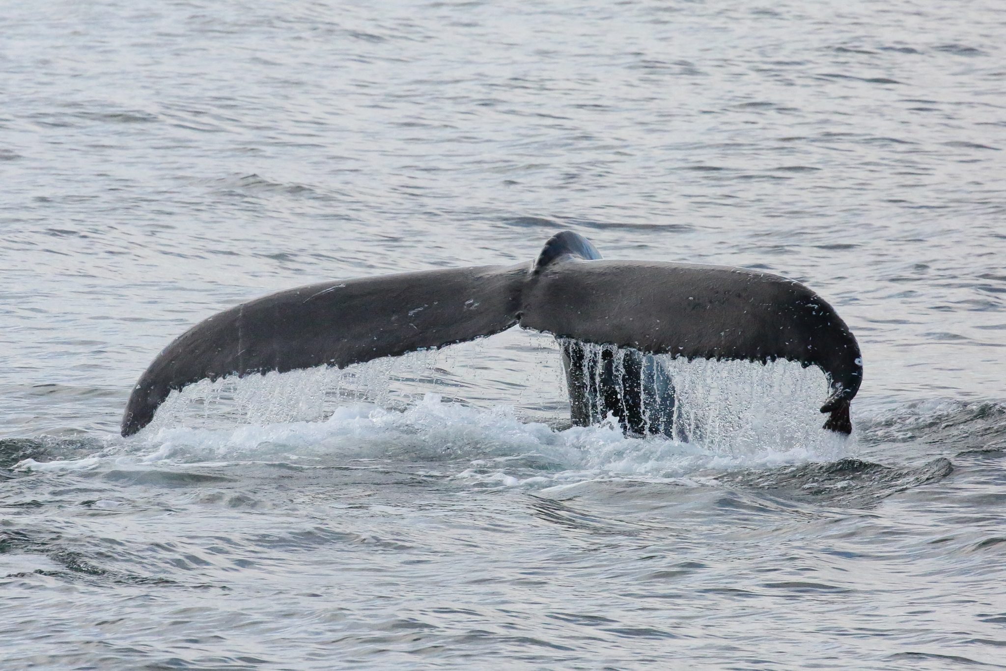 Humpback whale, Skjálfandi Bay, Iceland
