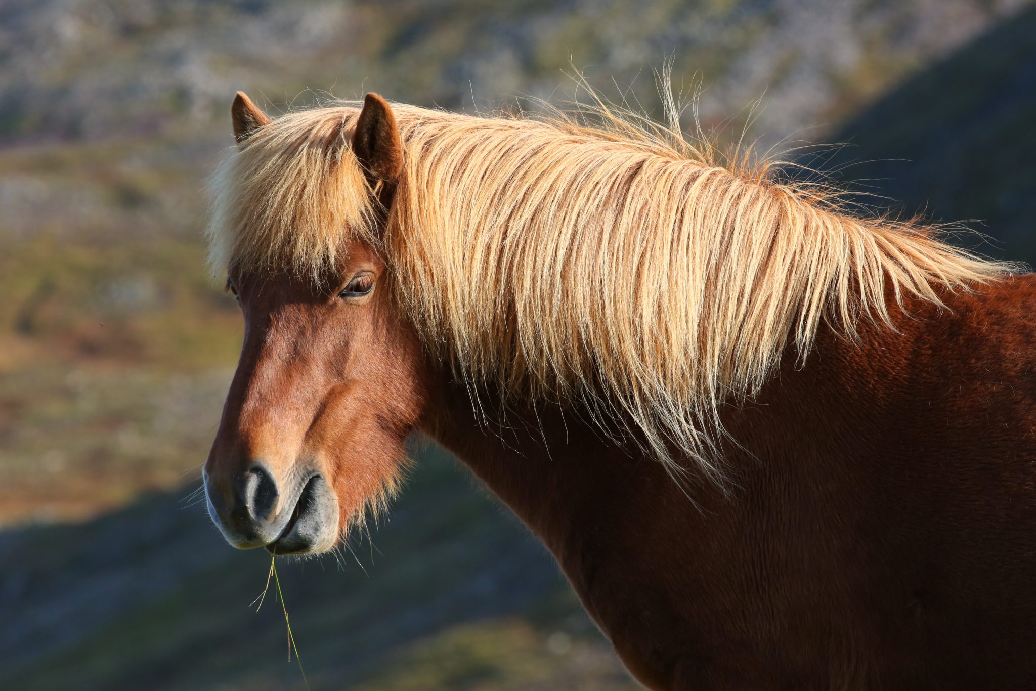 Horse, Tröllaskagi, Iceland