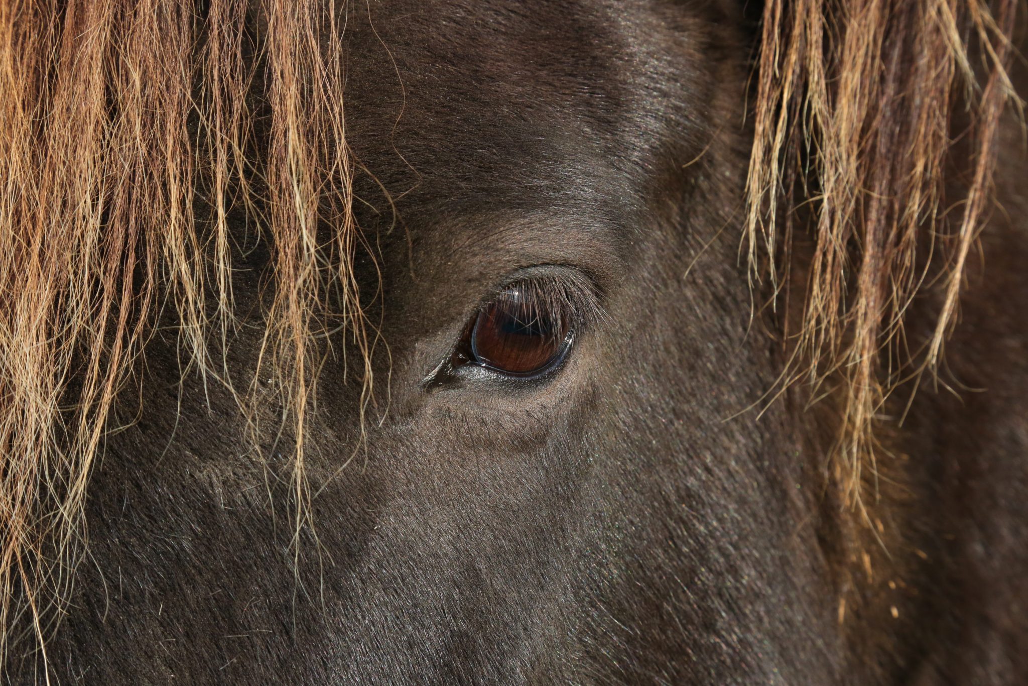 Horse, Tröllaskagi, Iceland