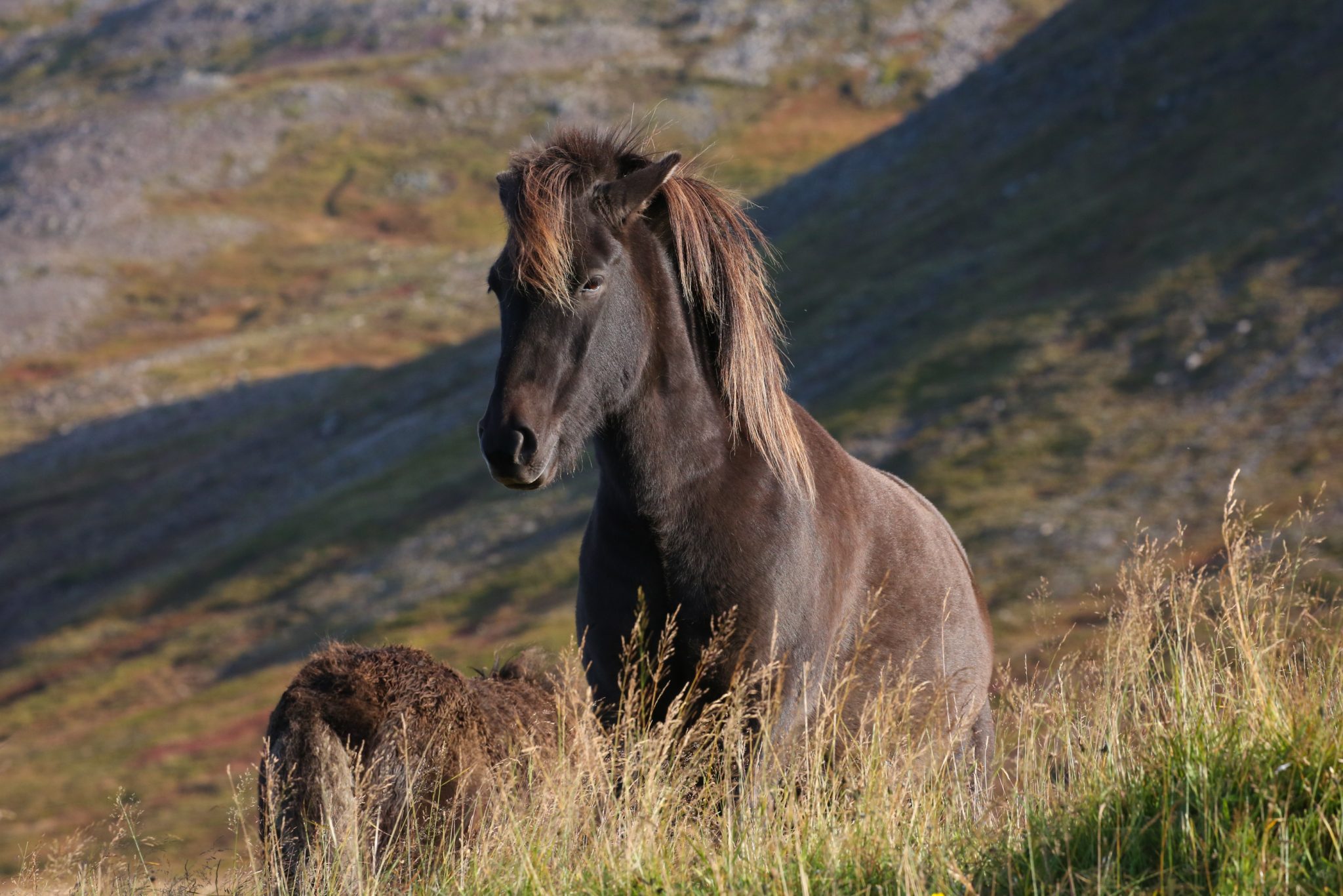 Horses, Tröllaskagi, Iceland