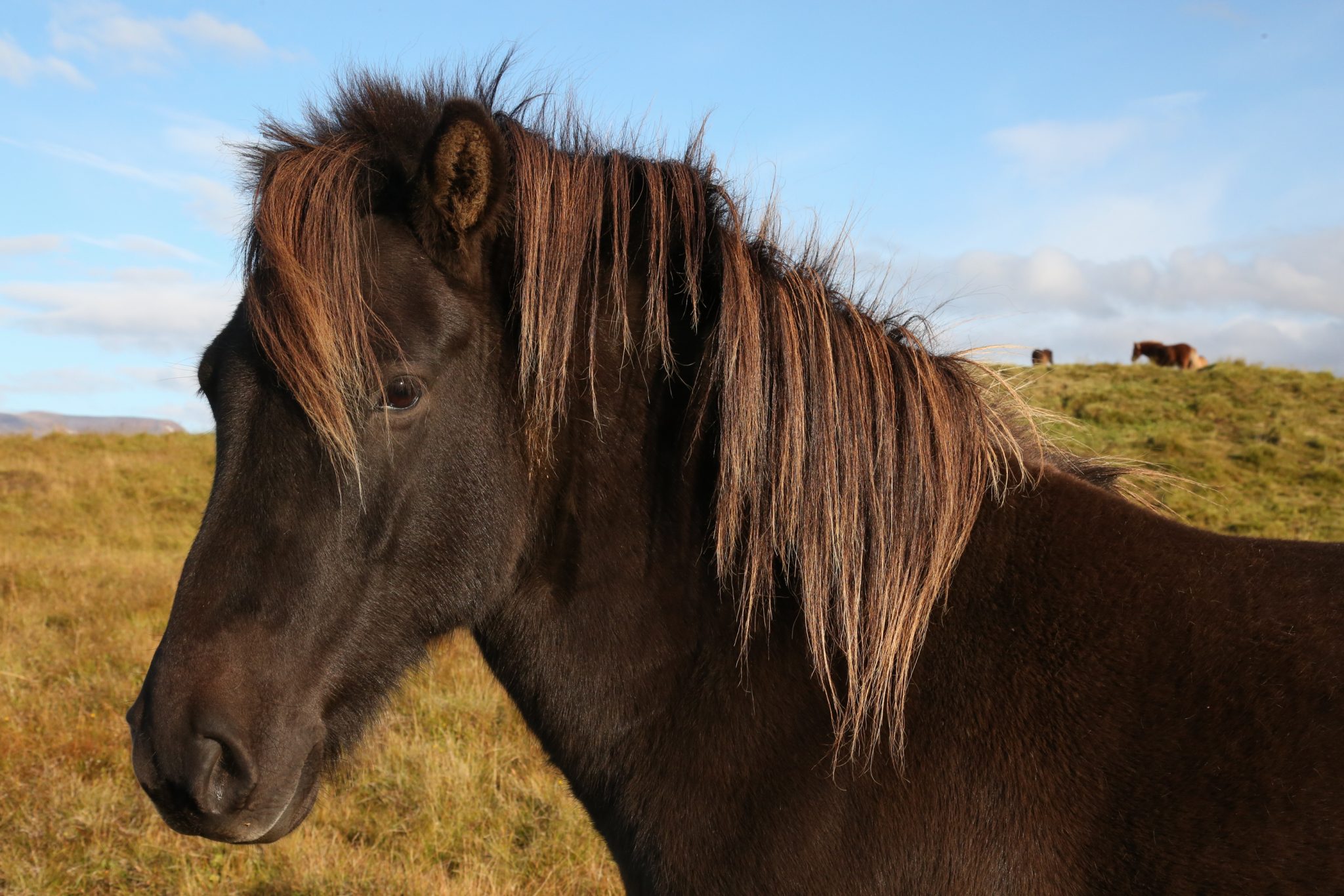 Horse, Tröllaskagi, Iceland