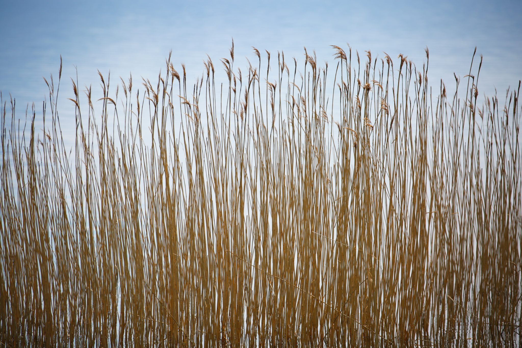 Reeds, Lake Prespa, Albania