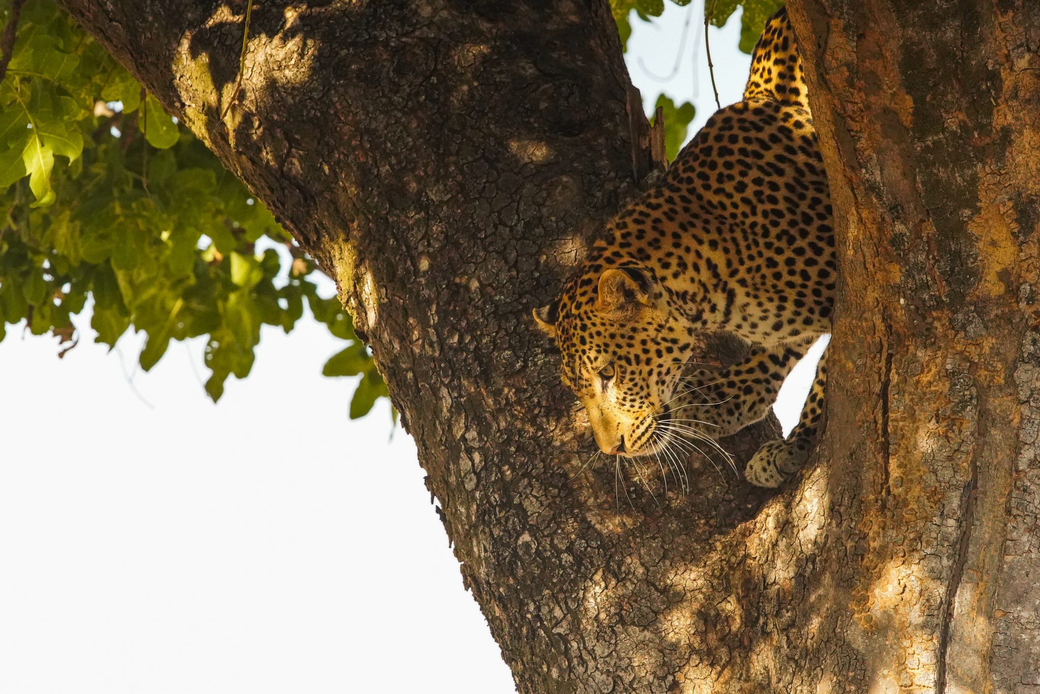Leopard, Ruaha National Park, Tanzania (Print number: 0014)