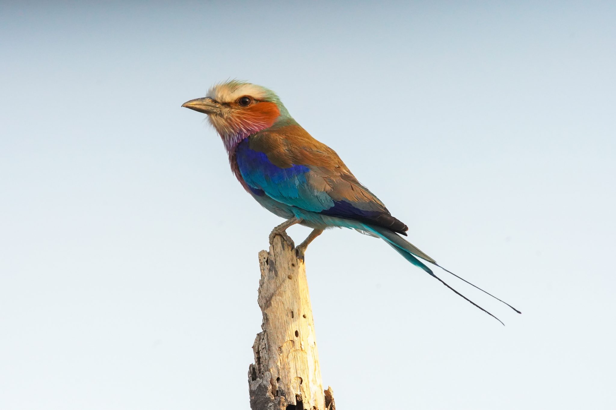 Lilac-breasted roller, Ruaha National Park, Tanzania