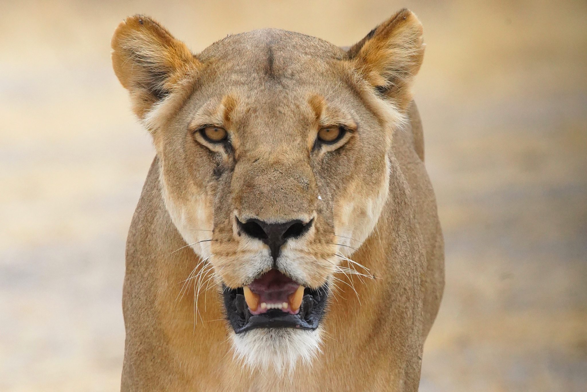 Lion, Selous Game Reserve, Tanzania (Print number: 0033)