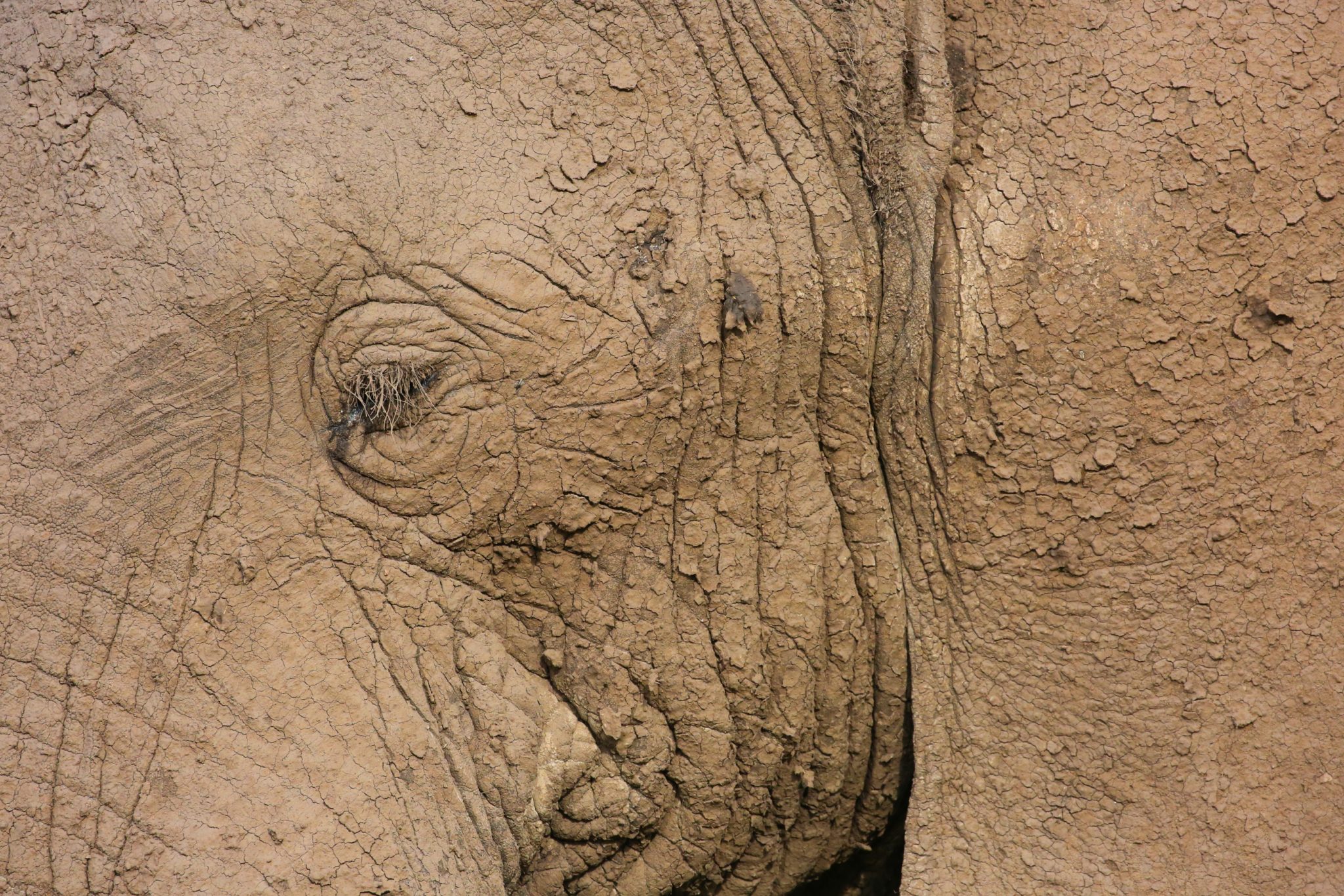 Elephant, Mara Triangle, Maasai Mara, Kenya (Print number: 0011)
