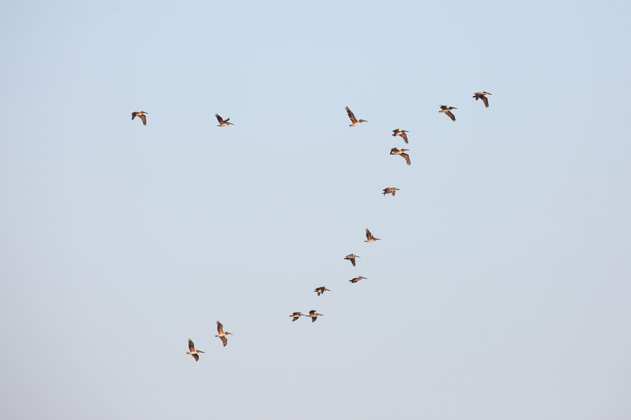 Pelicans, Oaxaca, Mexico