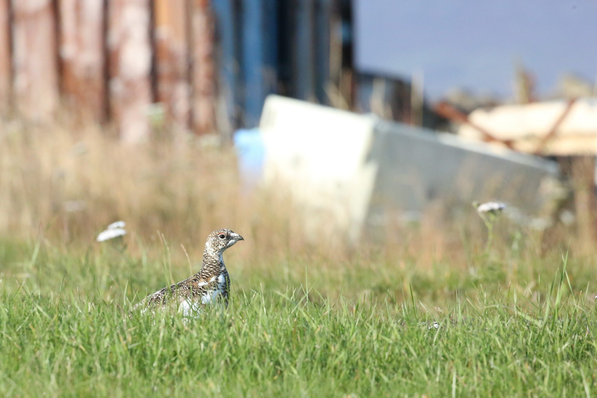 Ptarmigan, Hrisey, Iceland