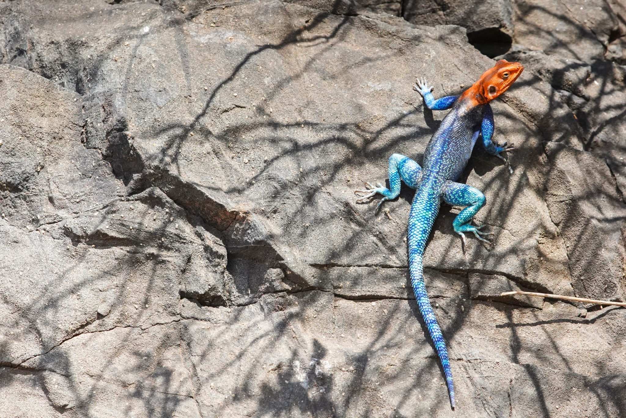 Rock agama, Ruaha National Park, Tanzania (Print number: 0017)