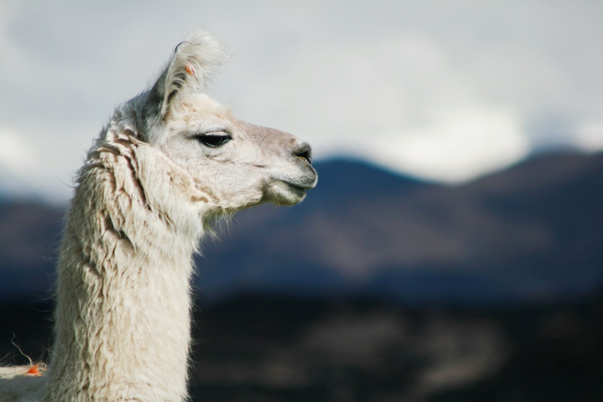 Llama, Salta, Argentina
