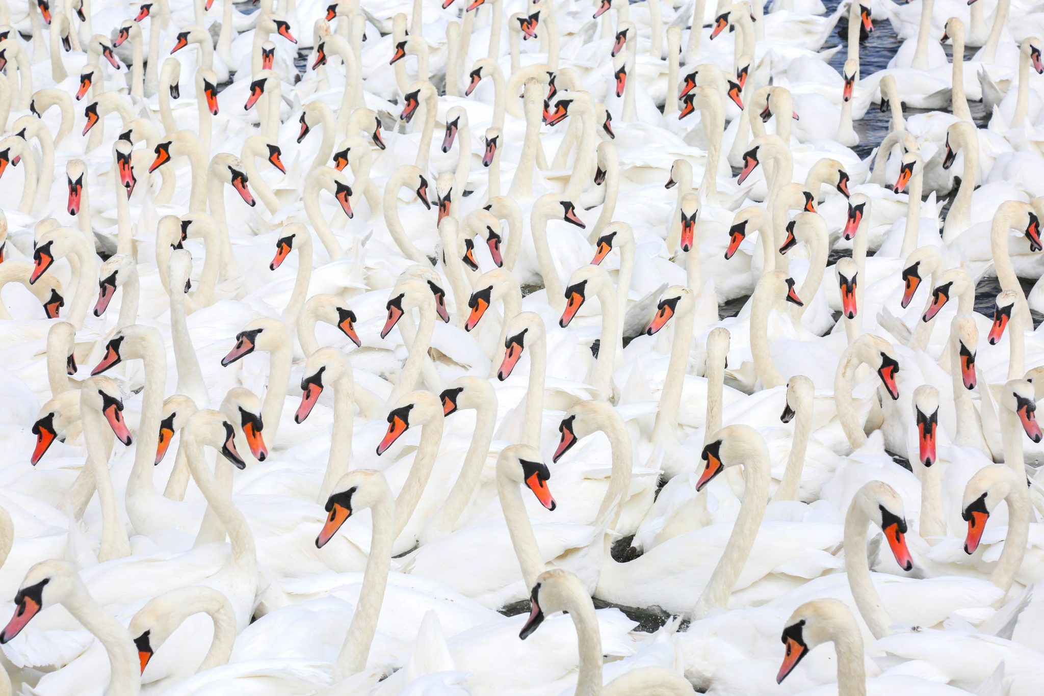 Swans, Abbotsbury, Devon, England