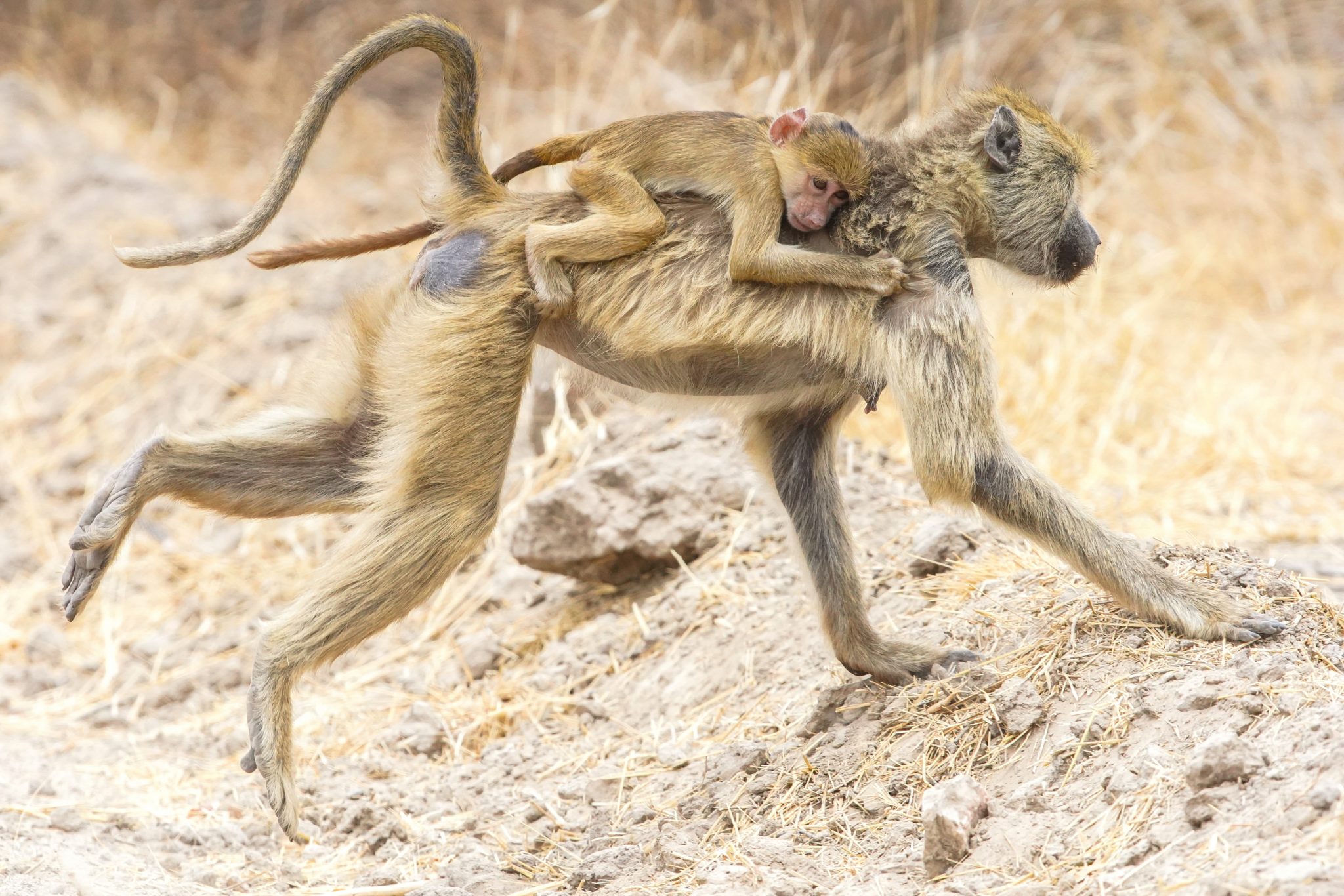 Vervet monkeys, Ruaha National Park, Tanzania (Print number: 0025)