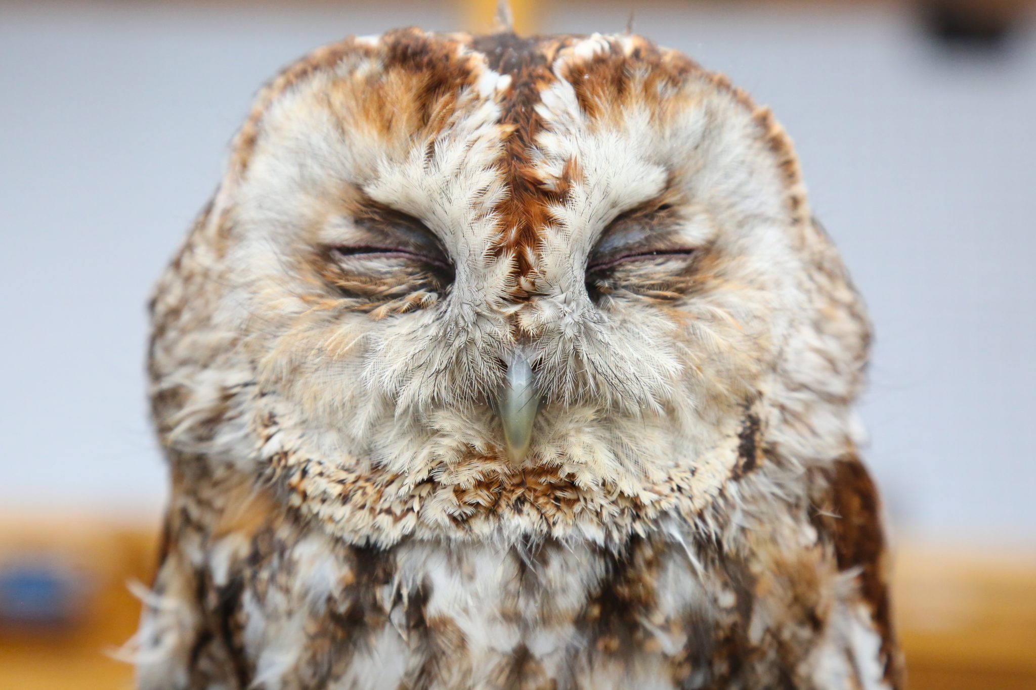 Tawny owl, Carmarthenshire, Wales