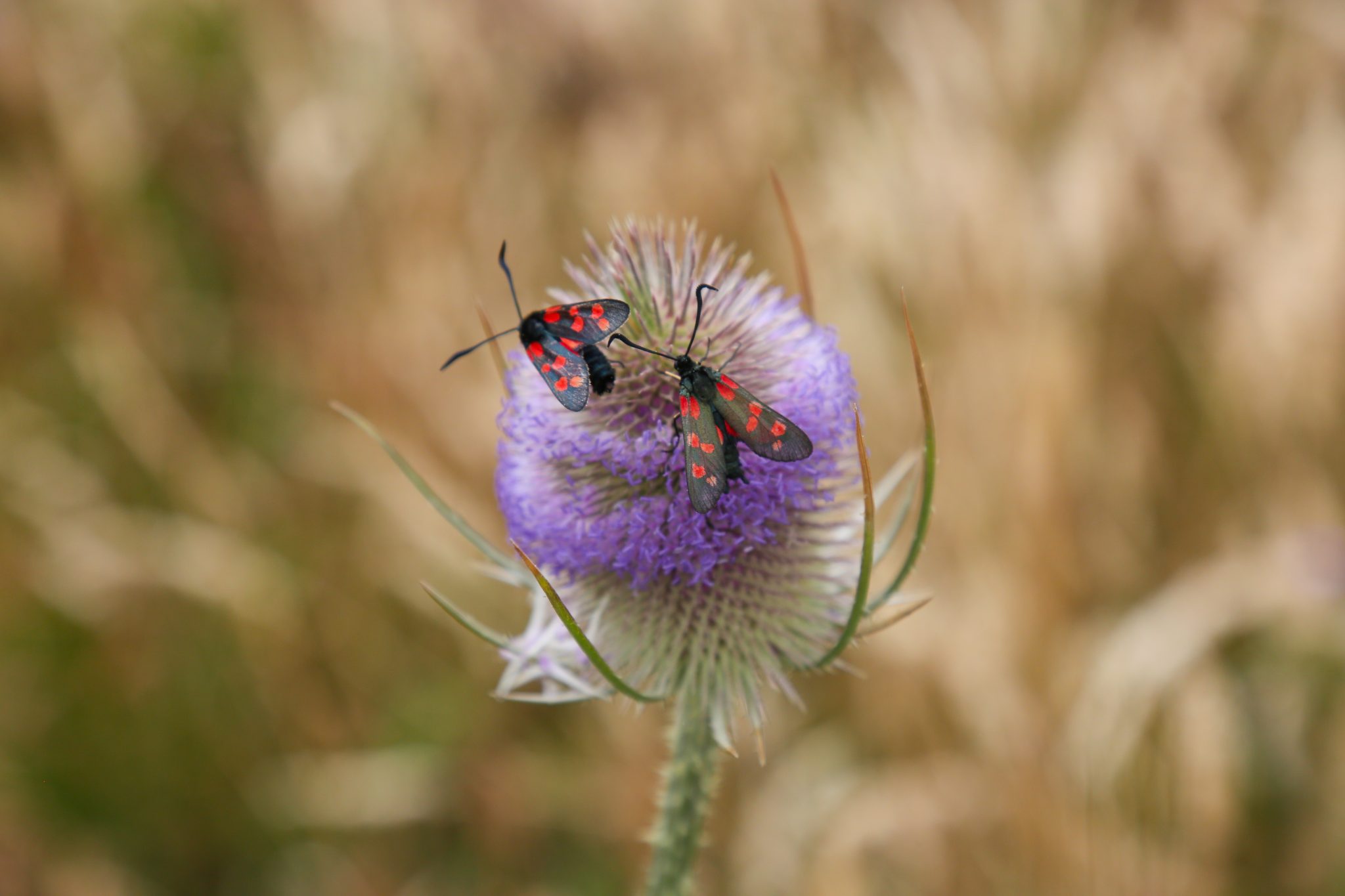 Butterflies and thistle, Carmarthenshire, Wales