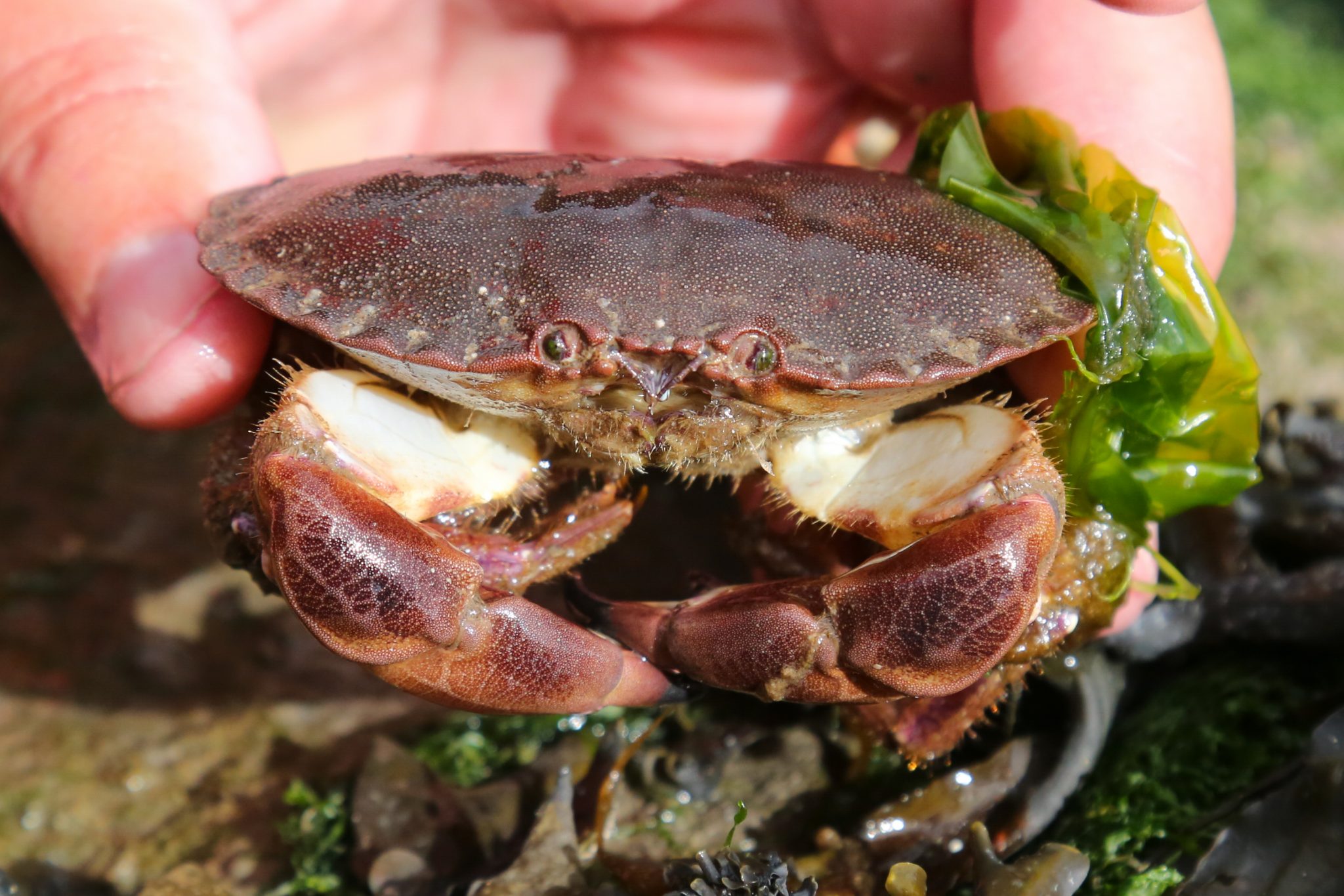 Crab, Pendine, Carmarthenshire, Wales