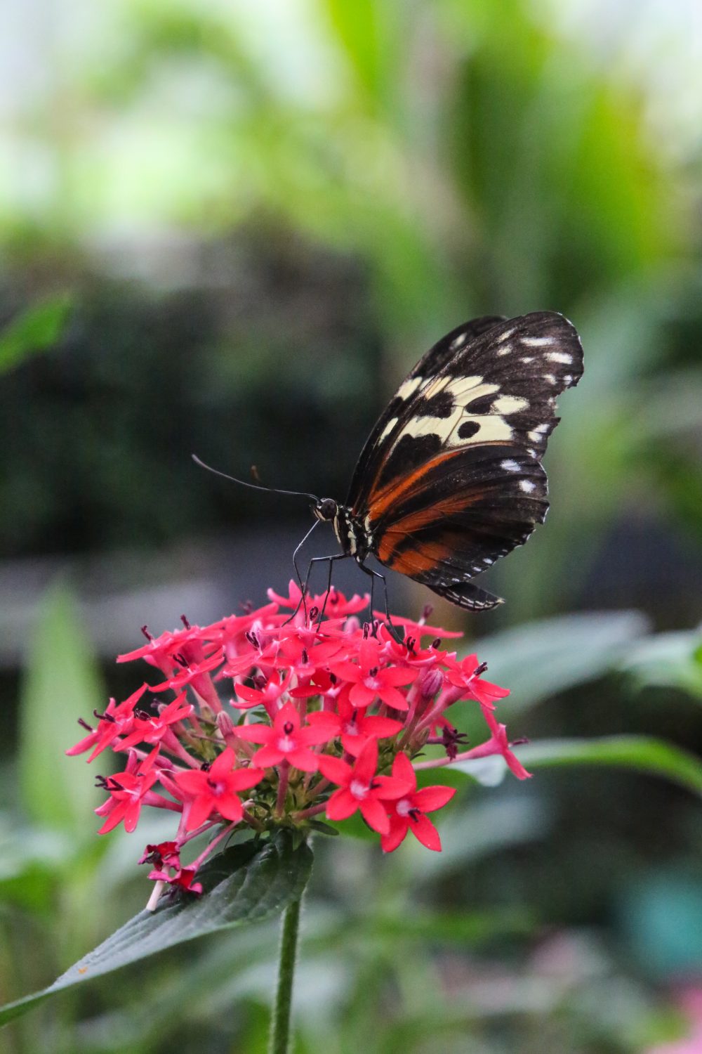 Butterfly, Carmarthenshire, Wales