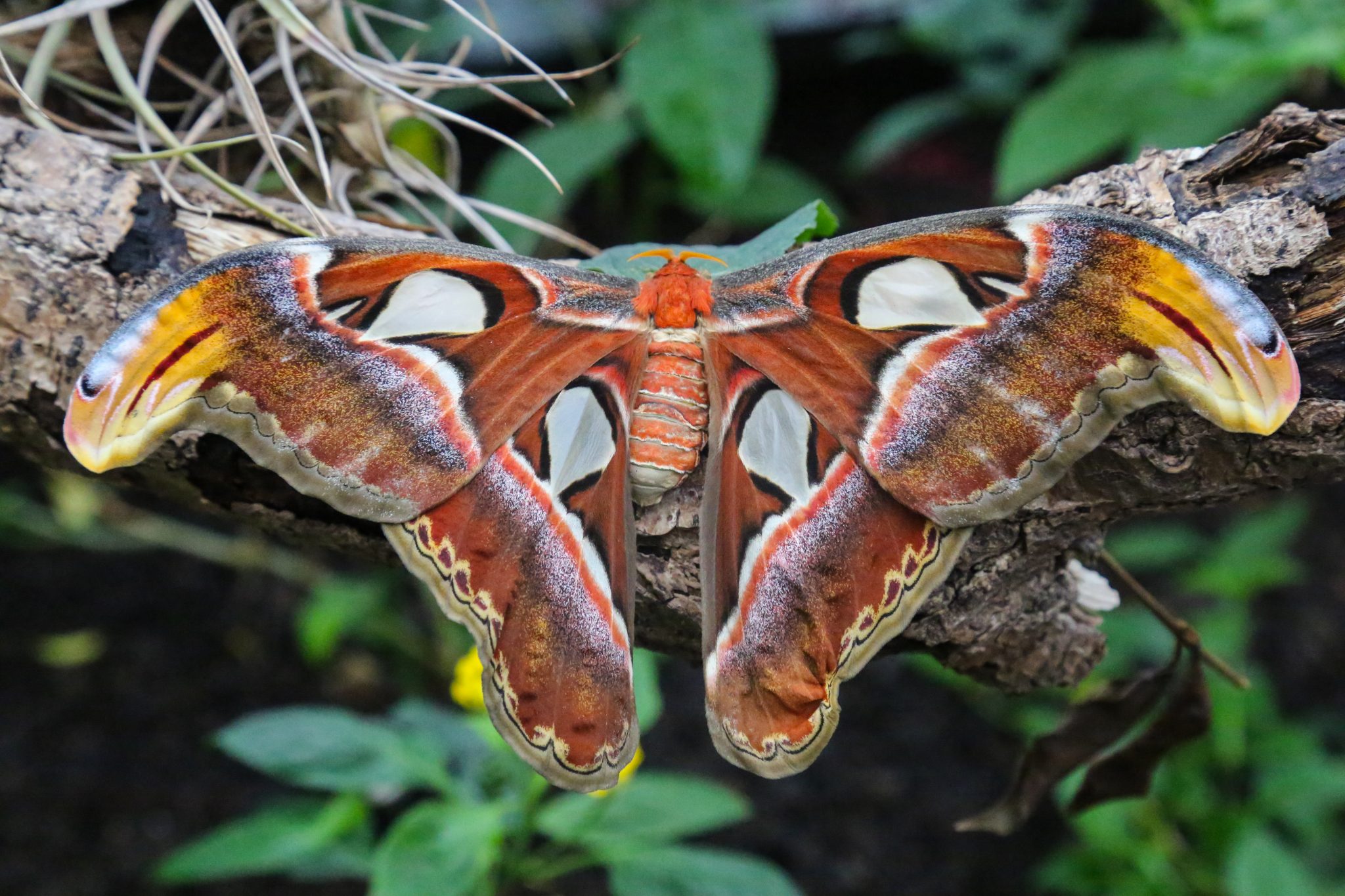 Snake’s Head Moth, Carmarthenshire, Wales
