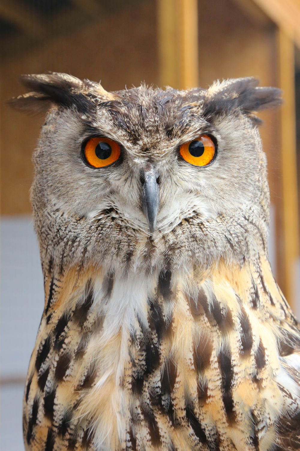 Eagle owl, Carmarthenshire, Wales