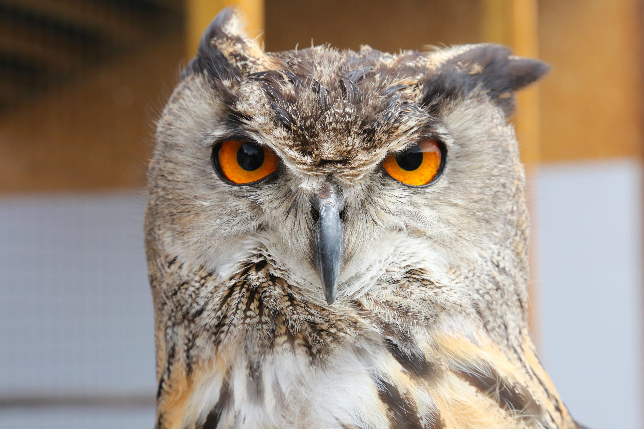 Eagle owl, Carmarthenshire, Wales