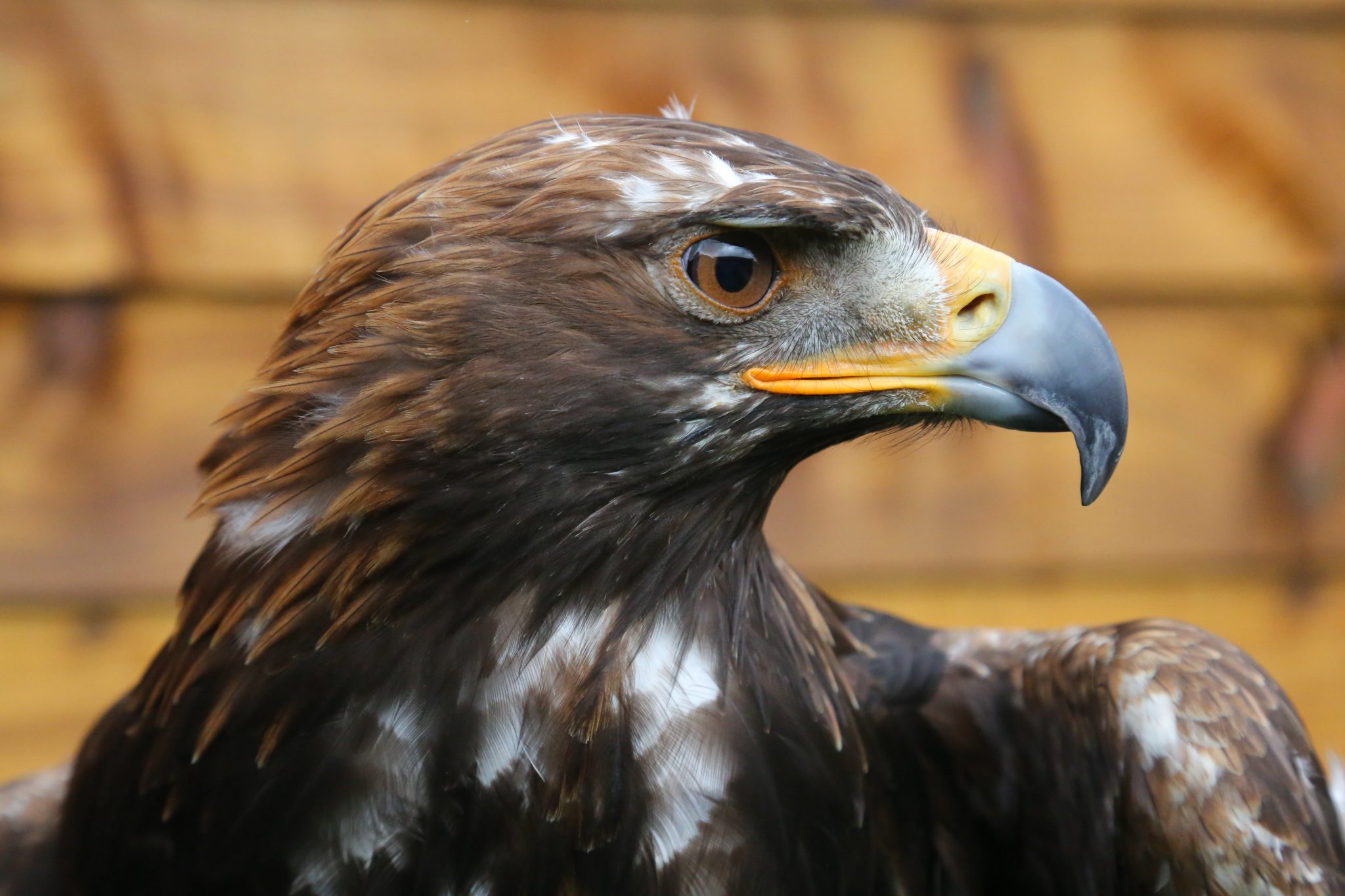 Golden eagle, Carmarthenshire, Wales