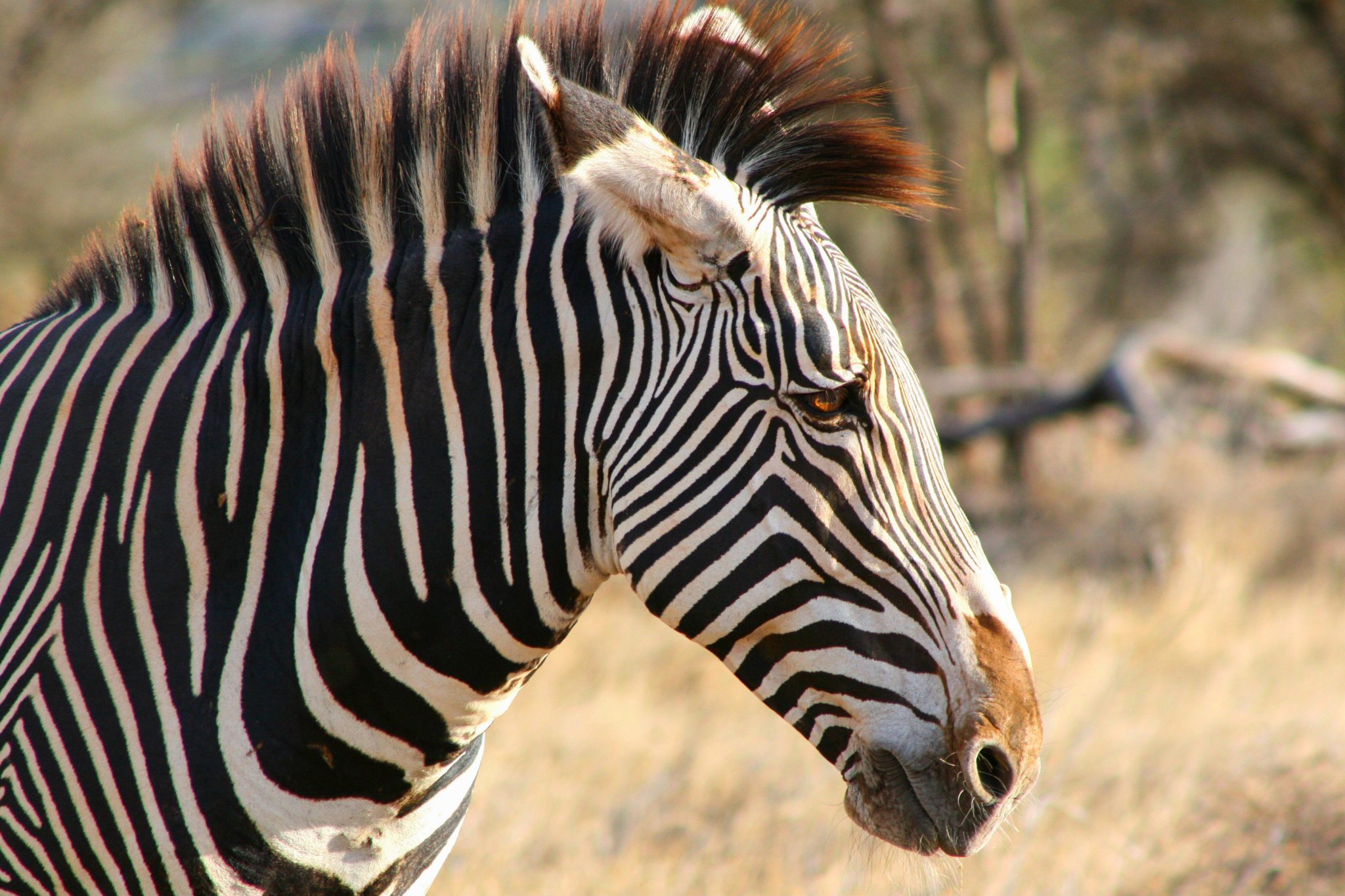 Zebra, Samburu National Reserve, Kenya