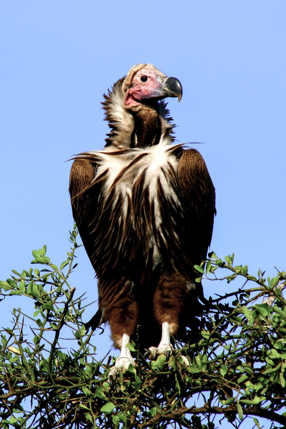 Hooded vulture, Samburu National Reserve, Kenya
