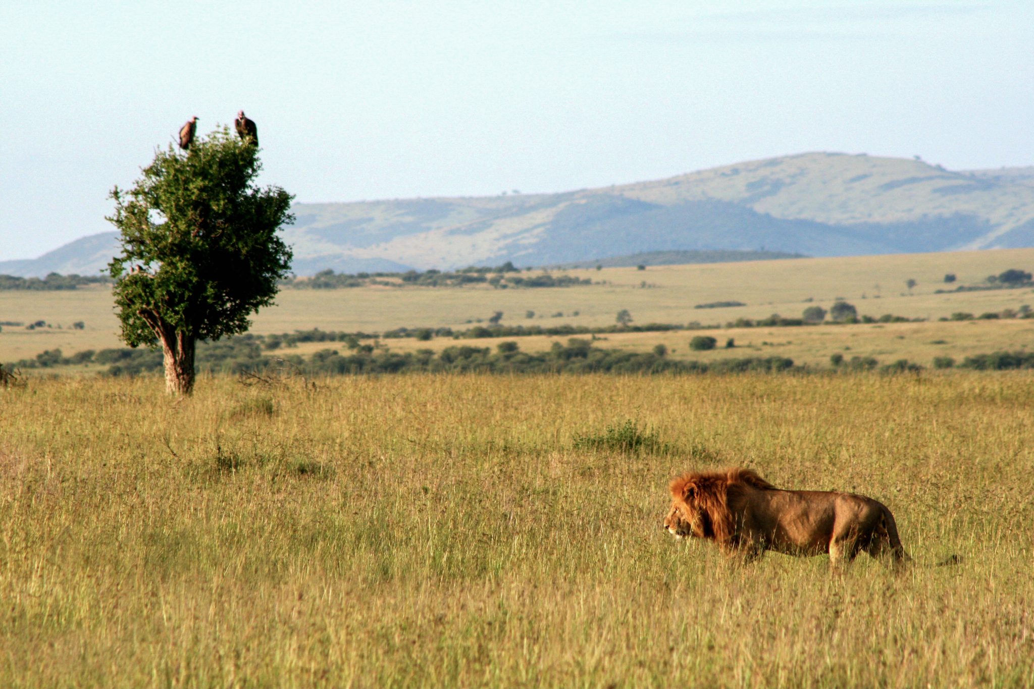 Lion and vultures, Maasai Mara National Reserve, Kenya