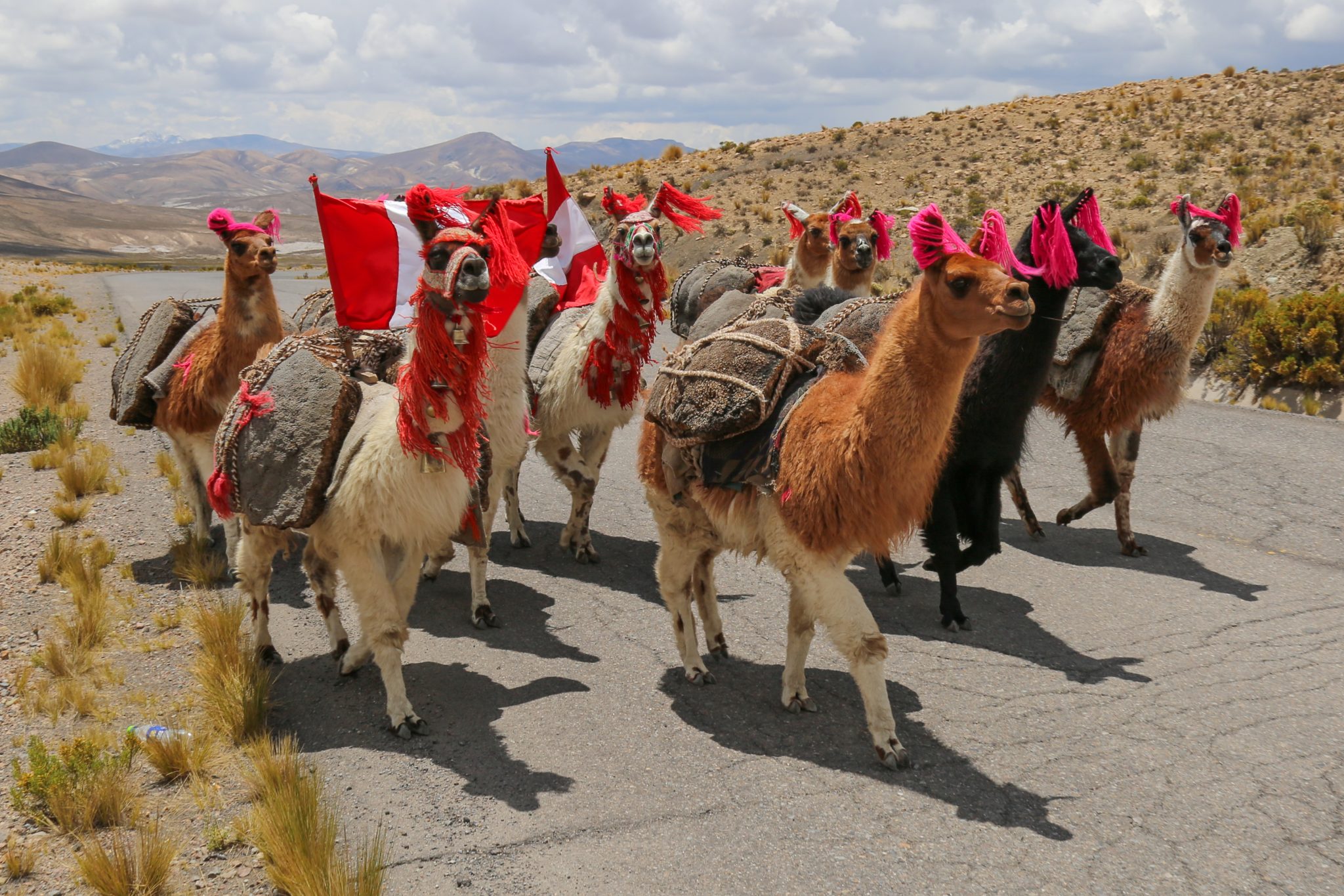 Alpacas, Colca Canyon, Peru