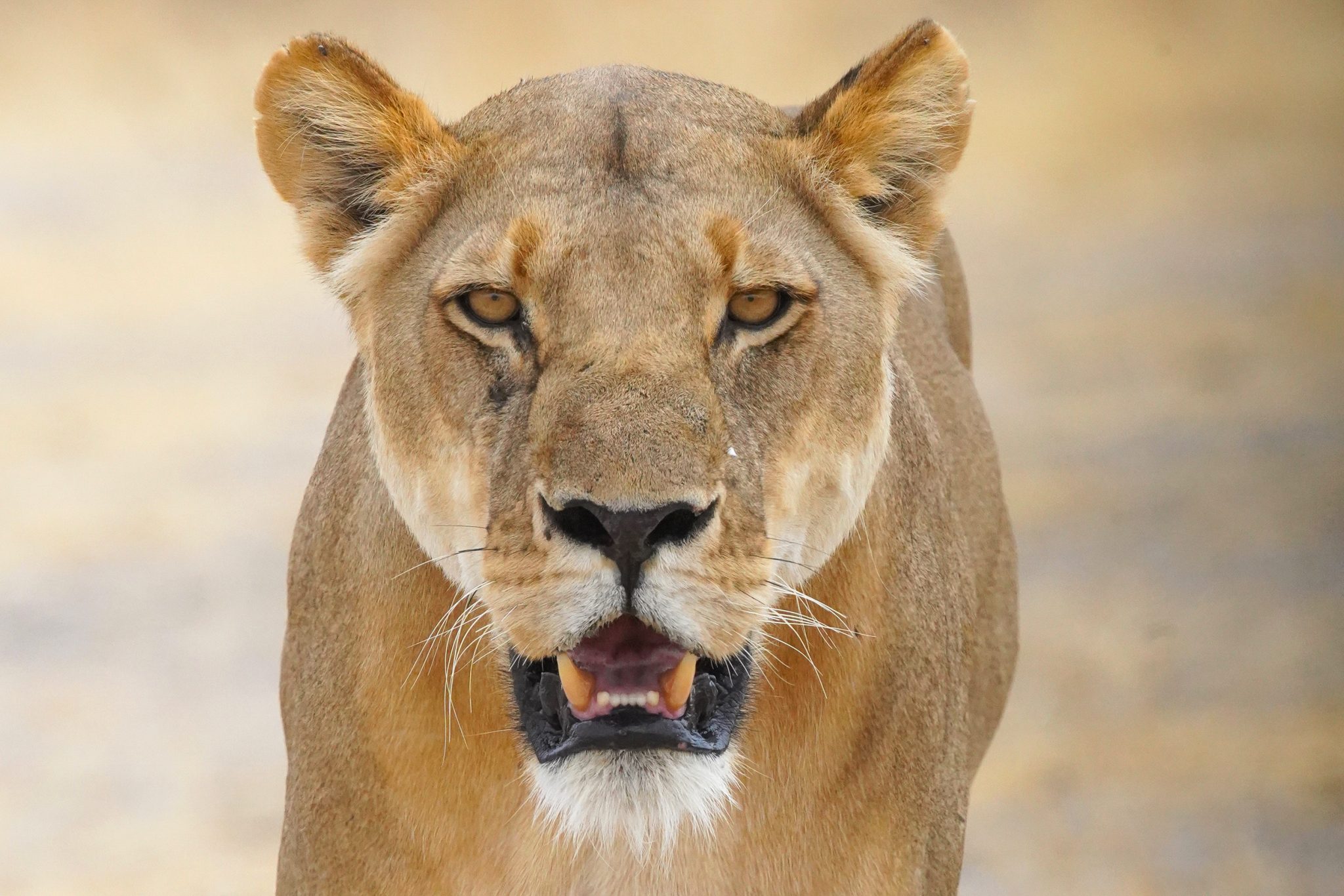 Wildlife