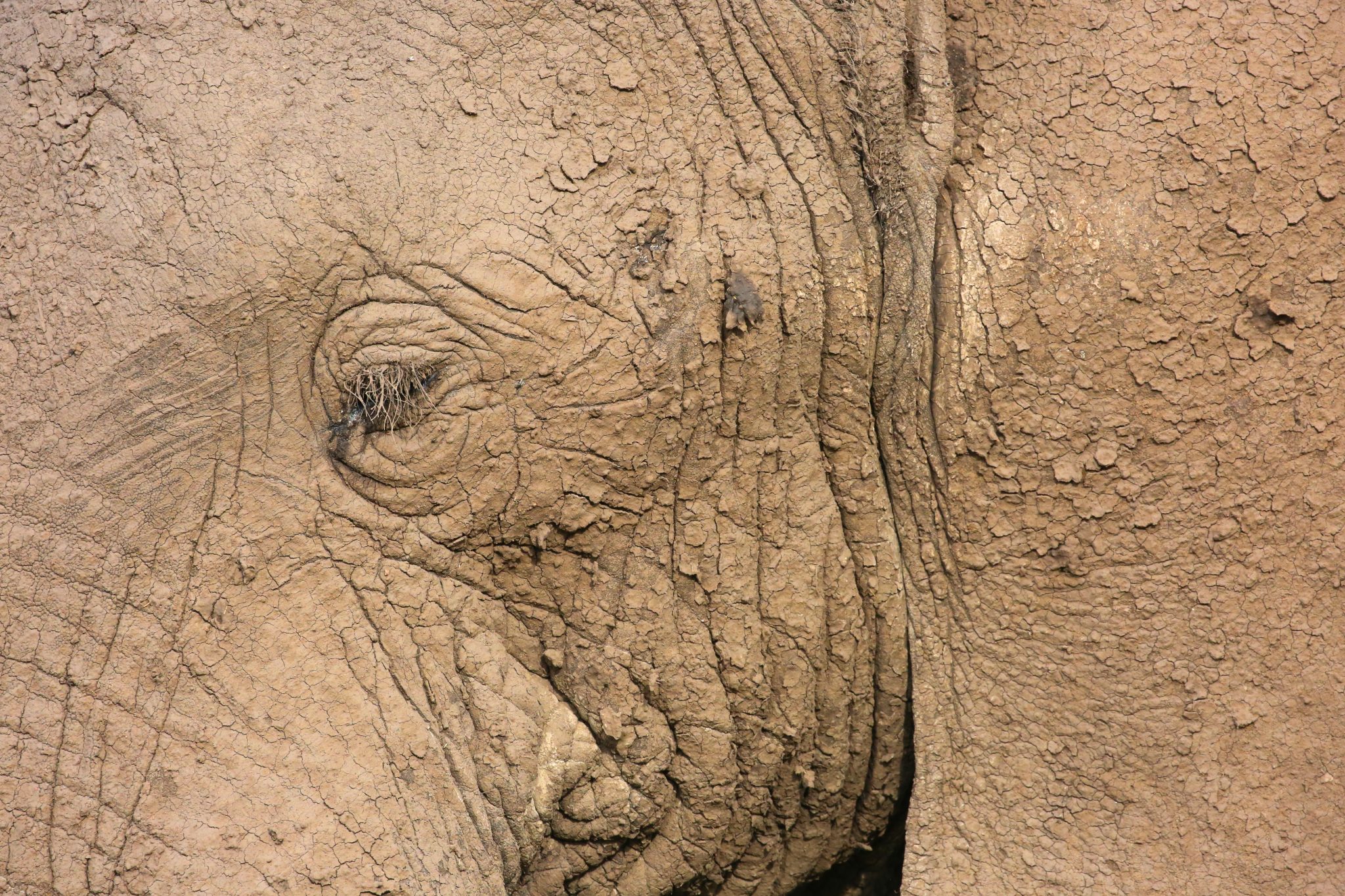 Mud-caked elephant, Mara Triangle, Maasai Mara, Kenya — Graeme Green