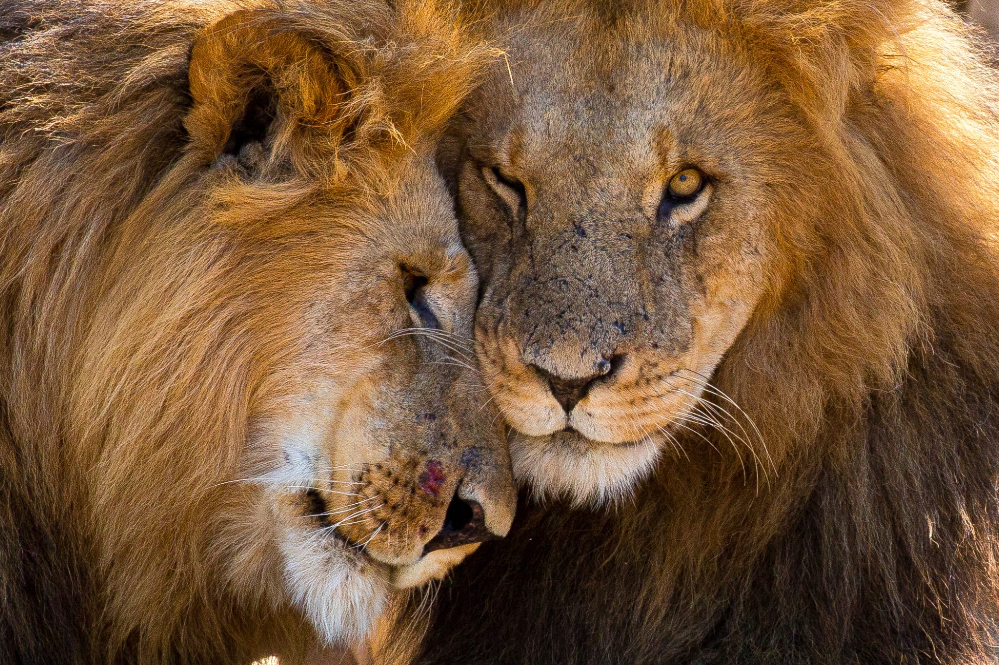 Lions, Naboisho Conservancy, Kenya